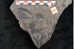 Foto (Detailansicht) von Pecopteris sp. (NHMW-GEO-2024-0188-10484)
